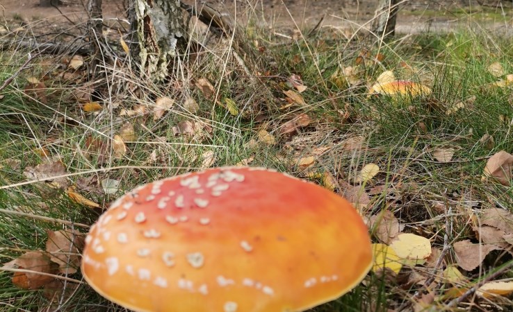 działka na sprzedaż - Białe Błota, Zielonka 